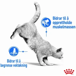 Royal Canin Kissan Märkäruoka*Ultra Light Jelly 85g, 48-pack