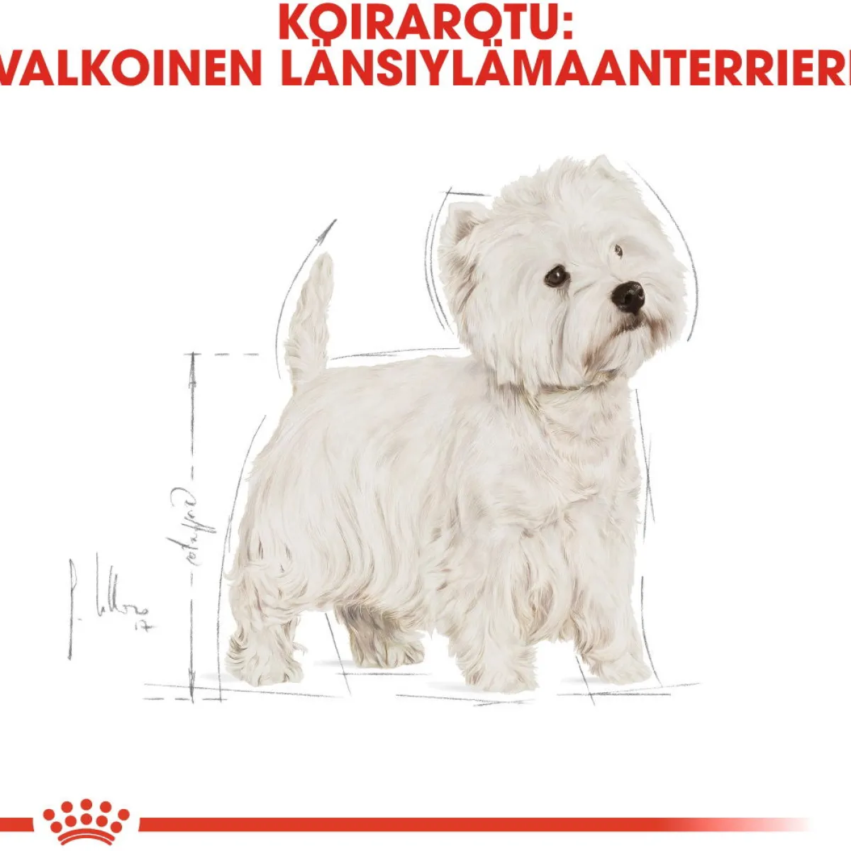 Royal Canin Koiran Kuivaruoka|Tarjoukset Koirille*West Highland White Terrier