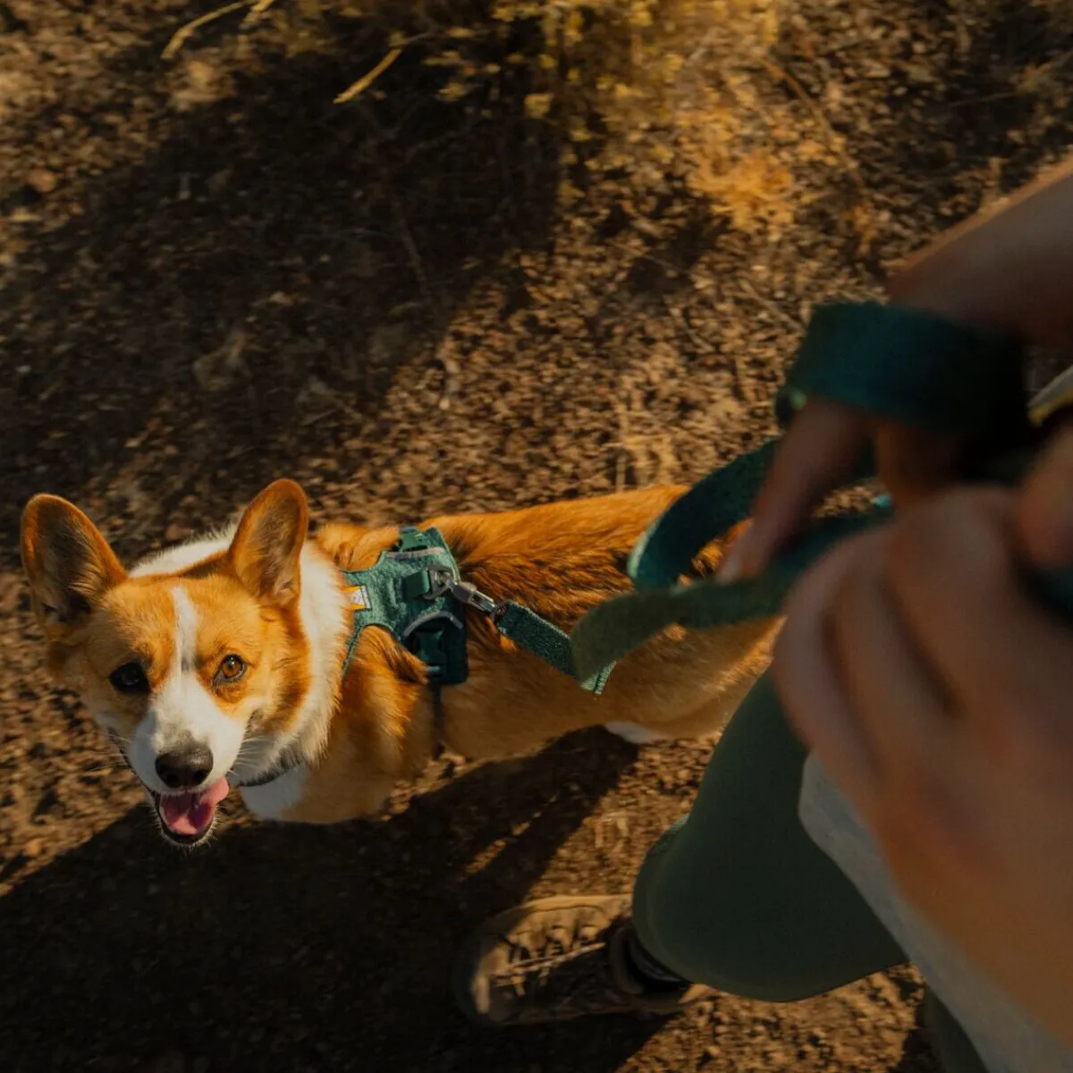 RuffWear Koiran Hihnat Ja Flexit*Front Range Flex hihna