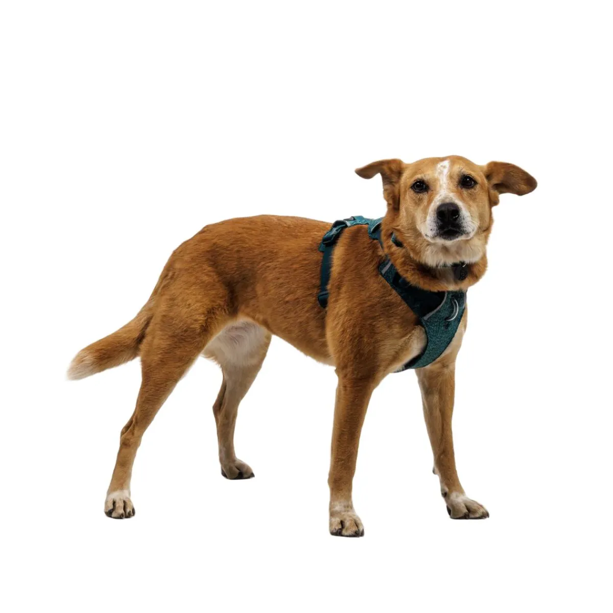 RuffWear Koiran Valjaat*Front Range Flex koiranvaljaat, Deep Teal