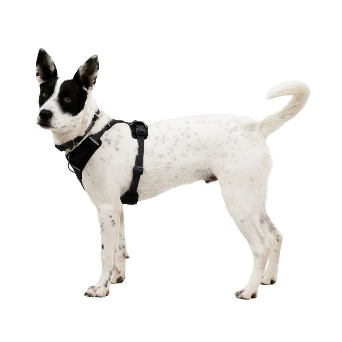 RuffWear Koiran Valjaat*Front Range Flex valjas, Basalt Gray