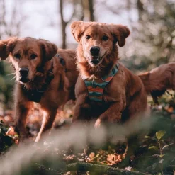 RuffWear Koiran Valjaat*Front Range koiranvaljaat, Spring Mountains
