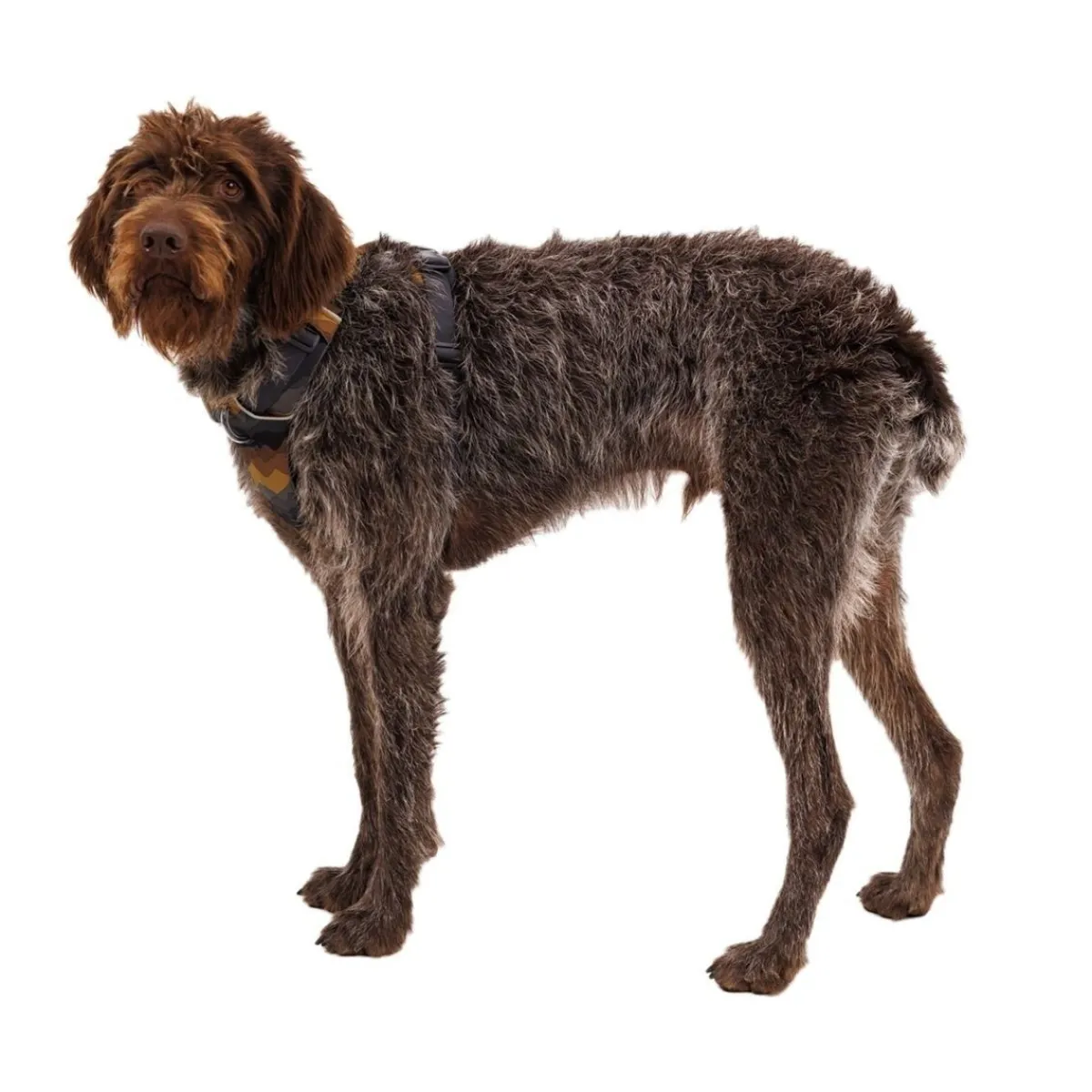 RuffWear Koiran Valjaat*Front Range valjas, Moonlight Mountains