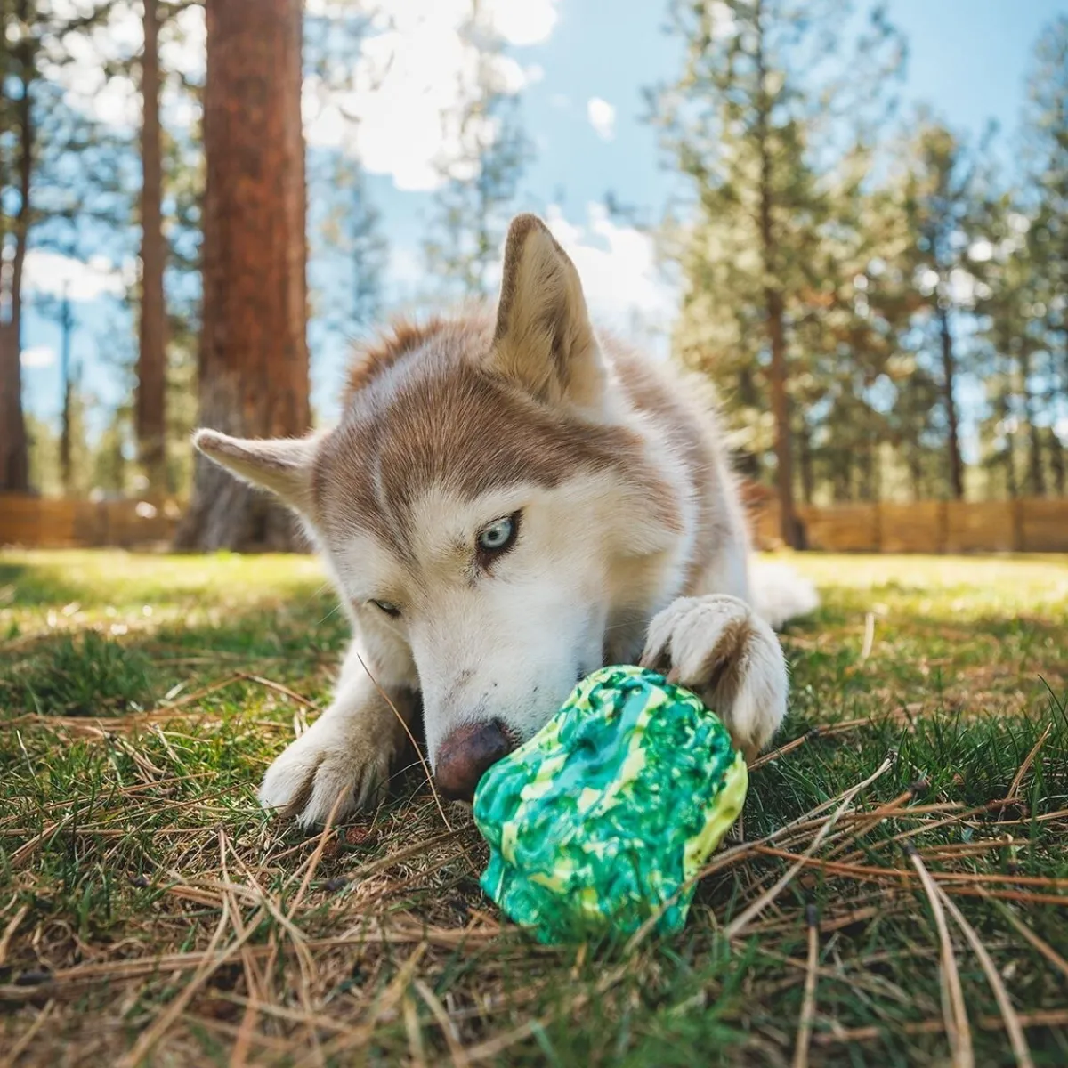 RuffWear Koiran Aktivointilelut Ja -Pelit*Morel™