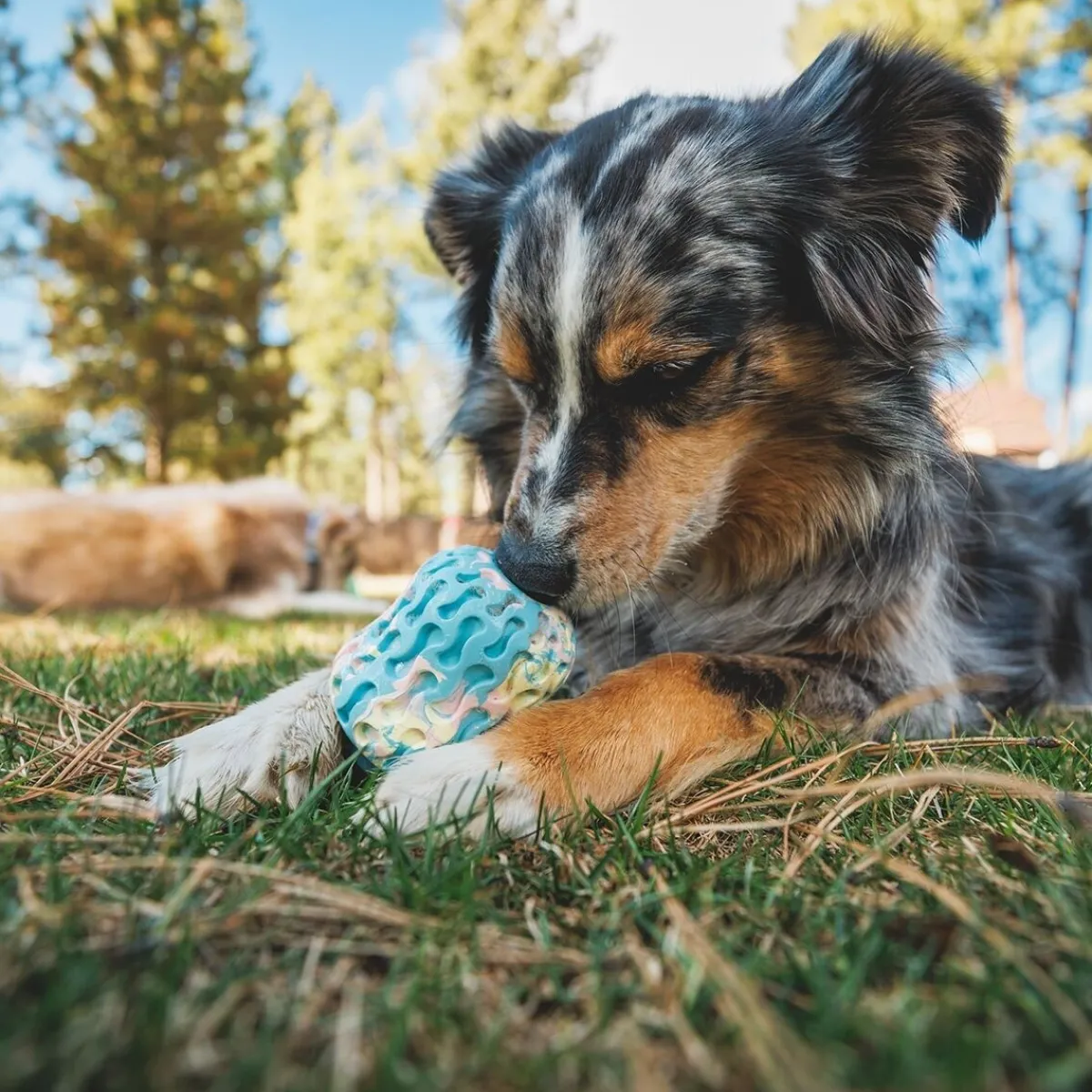 RuffWear Koiran Aktivointilelut Ja -Pelit*Morel™