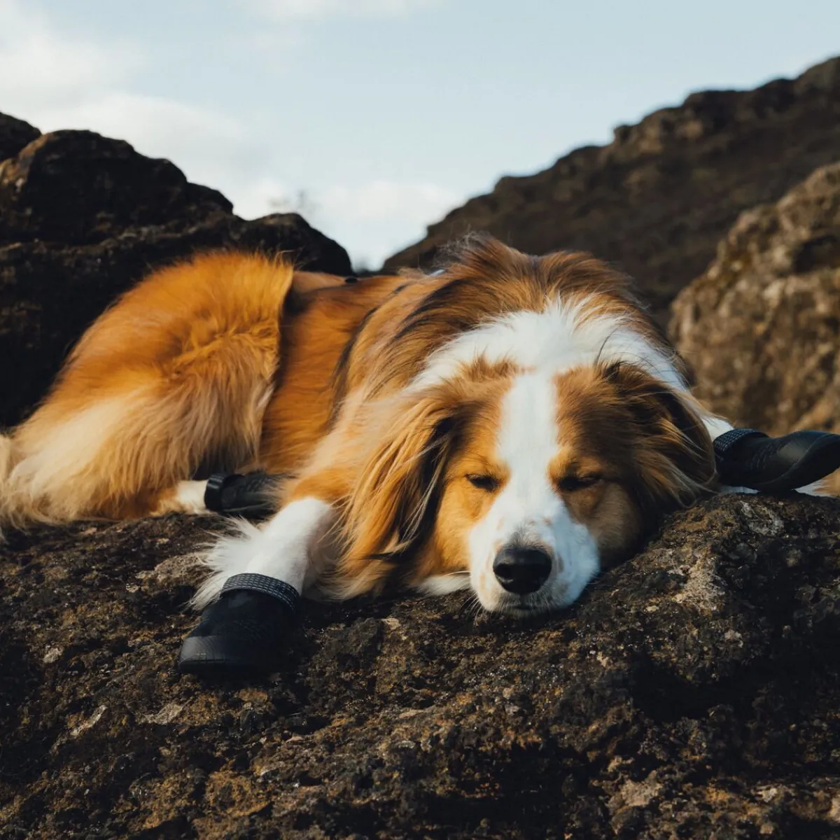 RuffWear Koiran Vaatteet|Koiran Tossut*Ridgeline -koiran kengät