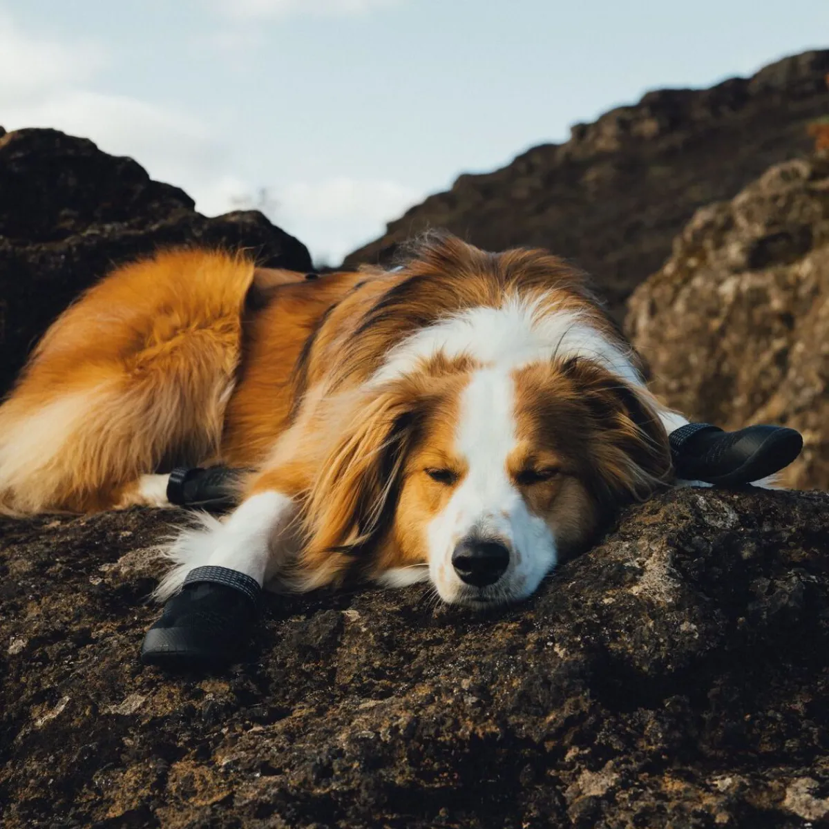 RuffWear Koiran Vaatteet|Koiran Tossut*Ridgeline -koiran kengät