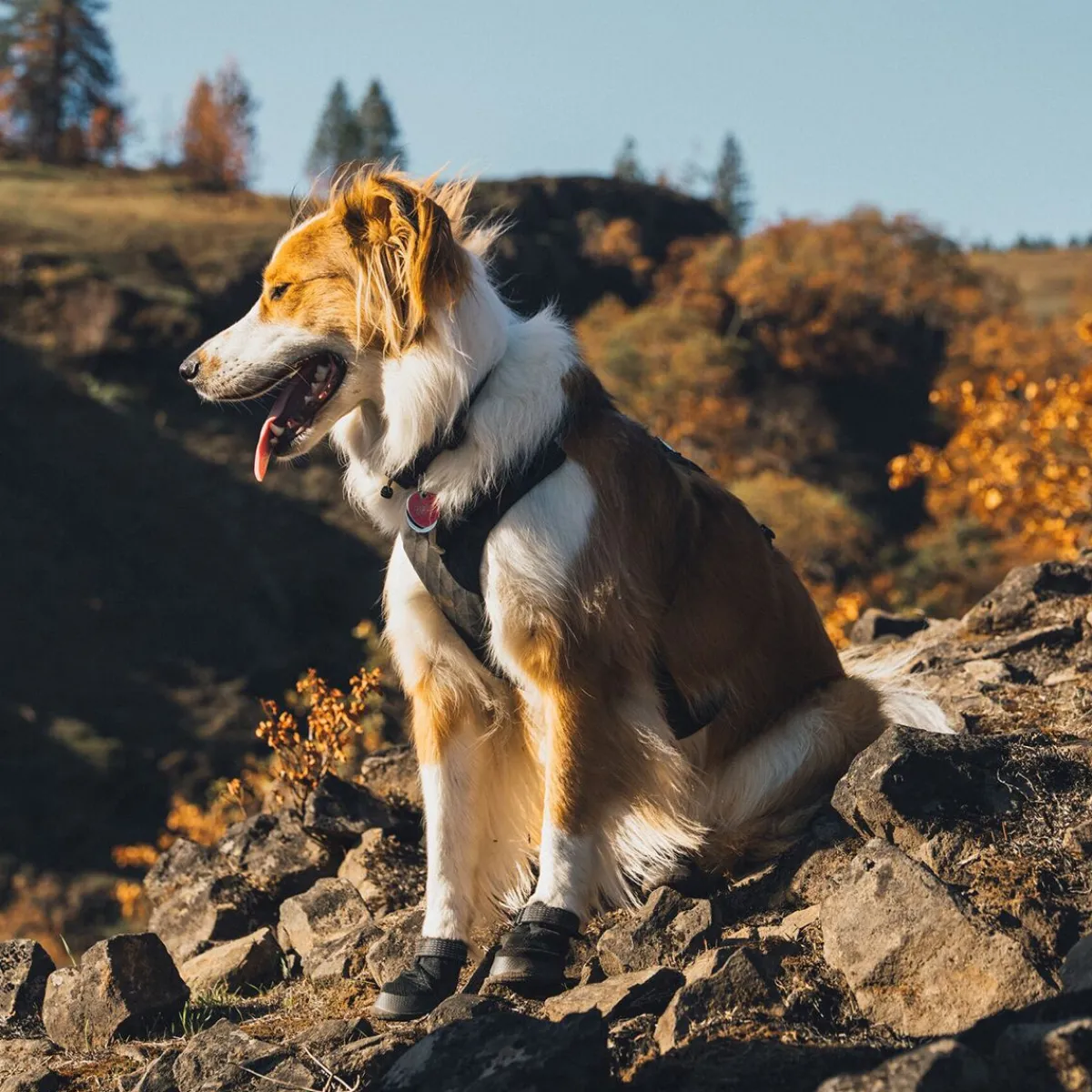 RuffWear Koiran Vaatteet|Koiran Tossut*Ridgeline -koiran kengät