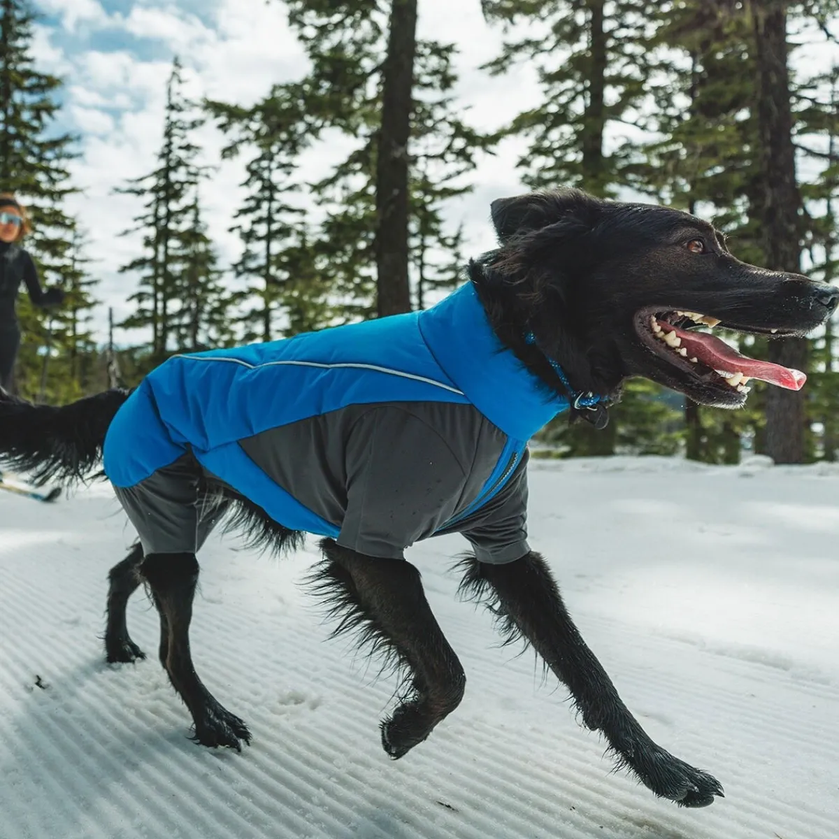 RuffWear Koiran Vaatteet|Koiran Talvitakit*Vert koiran talvihaalari, sininen