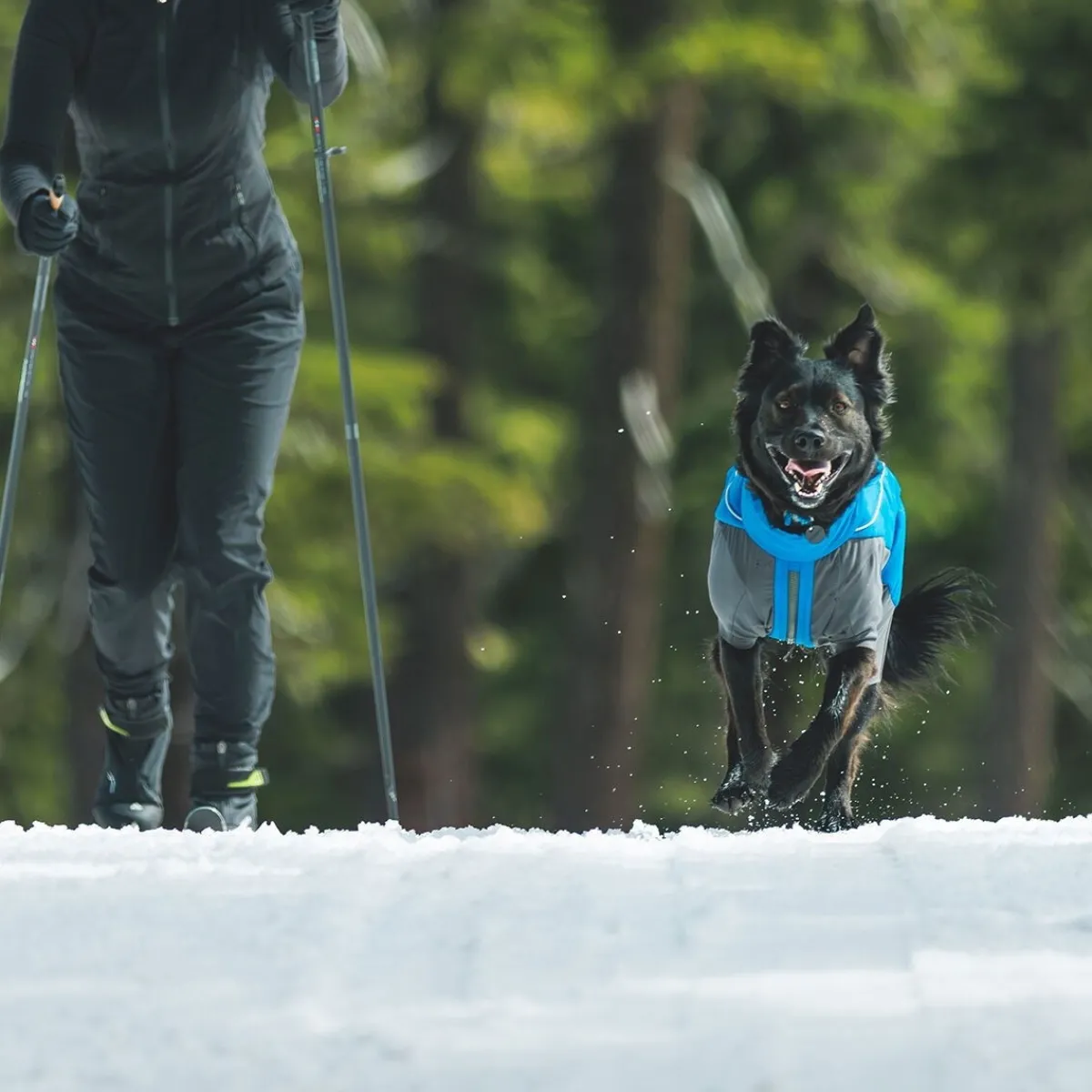 RuffWear Koiran Vaatteet|Koiran Talvitakit*Vert koiran talvihaalari, sininen