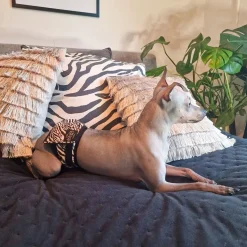 RuttuNuttu Koiran Narttu- Ja Urossuojat|Koiran Juoksuhousut Ja Urosvyöt*urosvyö, zebra