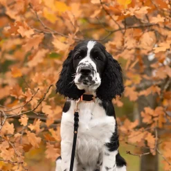 Tyylivoitto Koiran Pannat*Classy panta kapea, musta/ruusukulta