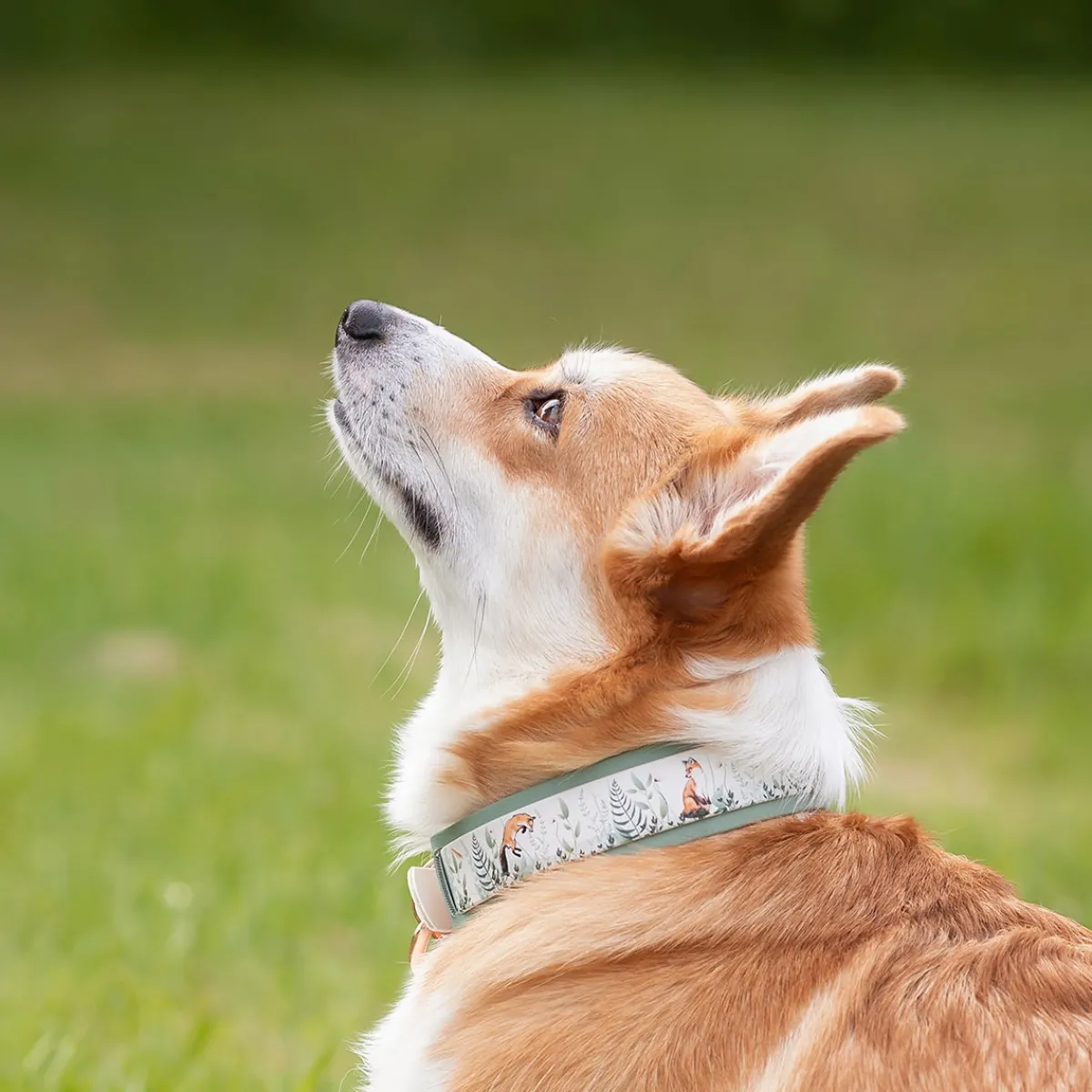 Tyylivoitto Koiran Pannat*levennysosa pantaan, salvia