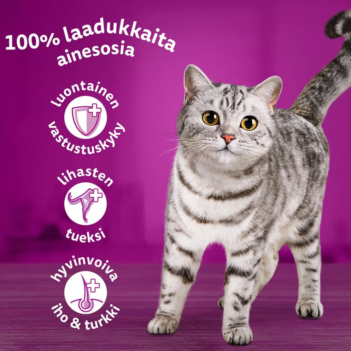 Whiskas Kissan Märkäruoka*1+ jelly 40x85 g