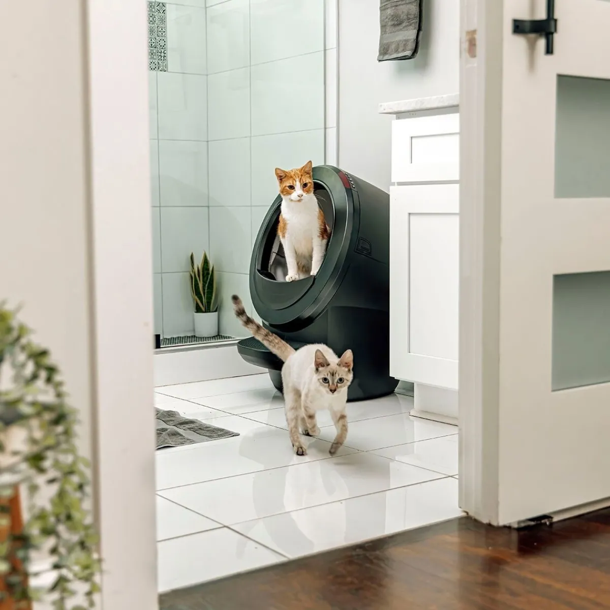 Whisker Automaattiset Kissanvessat|Lemmikkiteknologia*Litter-Robot 4, musta