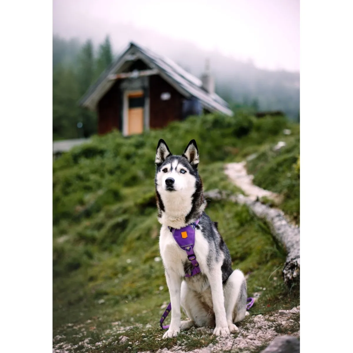 Woolly Wolf Koiran Valjaat*Northern Lights valjaat