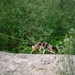 Woolly Wolf Koiran Hihnat Ja Flexit*pitkä köysitalutin, lime 8 mm x 6 m