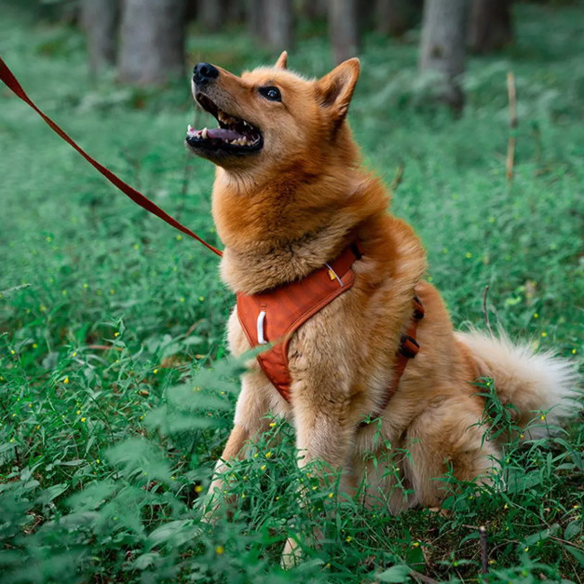 Woolly Wolf Koiran Valjaat*Y-valjaat koiralle Roam, Terracotta Ripple