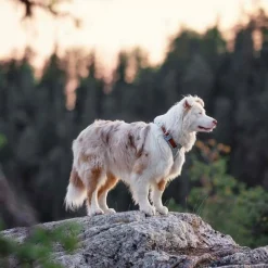 Woolly Wolf Koiran Valjaat*Y-valjas Alpha 360, Glacier Green Mix